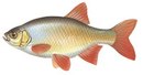 Заполярье - иконка «рыбалка» в Дугне